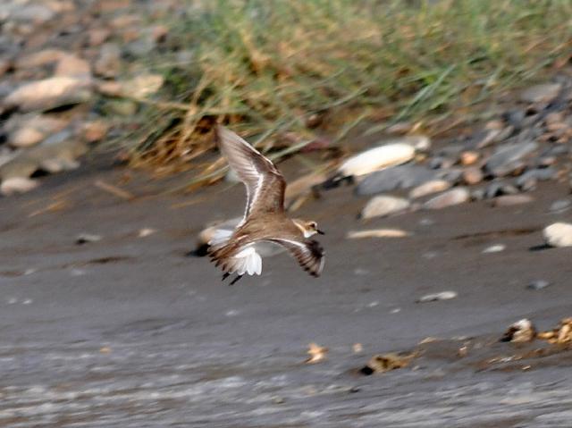 lesser sand plover flying